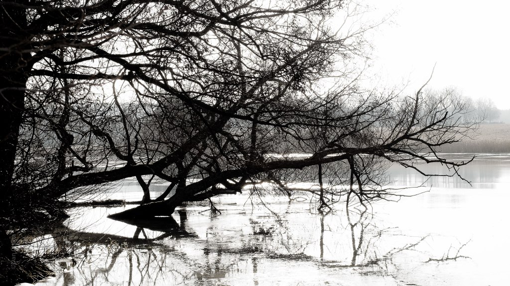 vår-i-februari-(5)ps