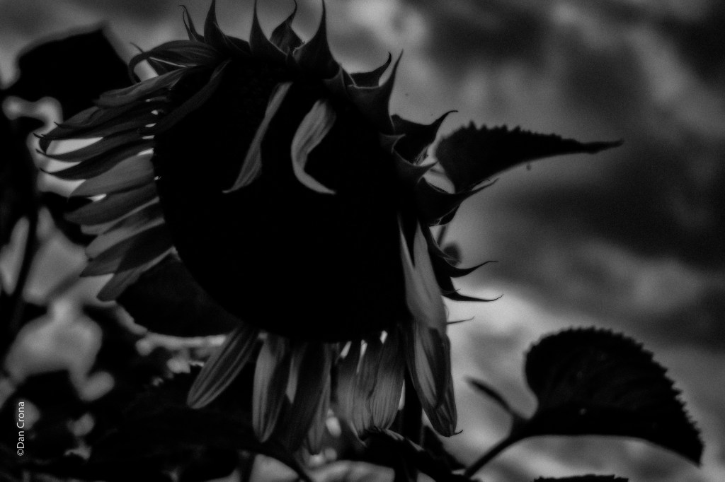 I början av augusti (5)